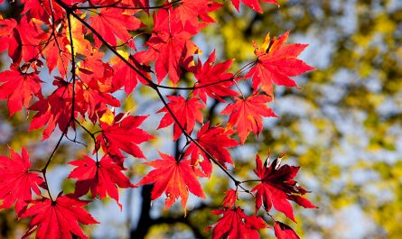 ¿Por qué las hojas se vuelven naranja en otoño?