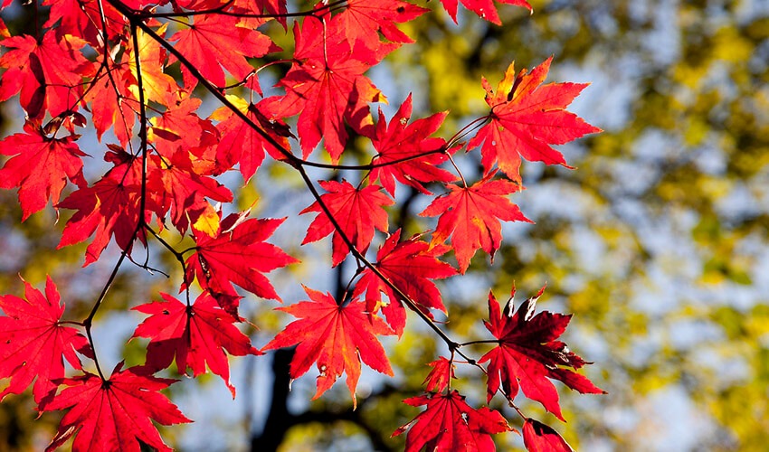 ¿Por qué las hojas se vuelven naranja en otoño?