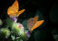 12 curiosidades que quizás no sabías sobre las mariposas