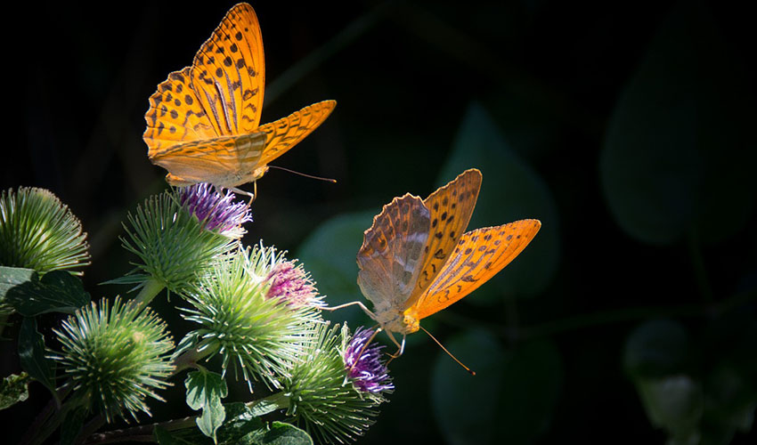 12 curiosidades que quizás no sabías sobre las mariposas
