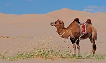¿Cuáles son los animales que viven en el desierto?