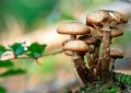 ¿Cómo se reproducen las plantas?