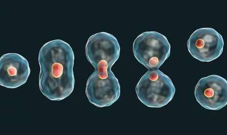 ¿Qué es la mitosis y la meiosis? ¿Cuáles son sus fases?