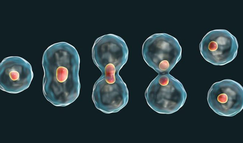 ¿Qué es la mitosis y la meiosis? ¿Cuáles son sus fases?